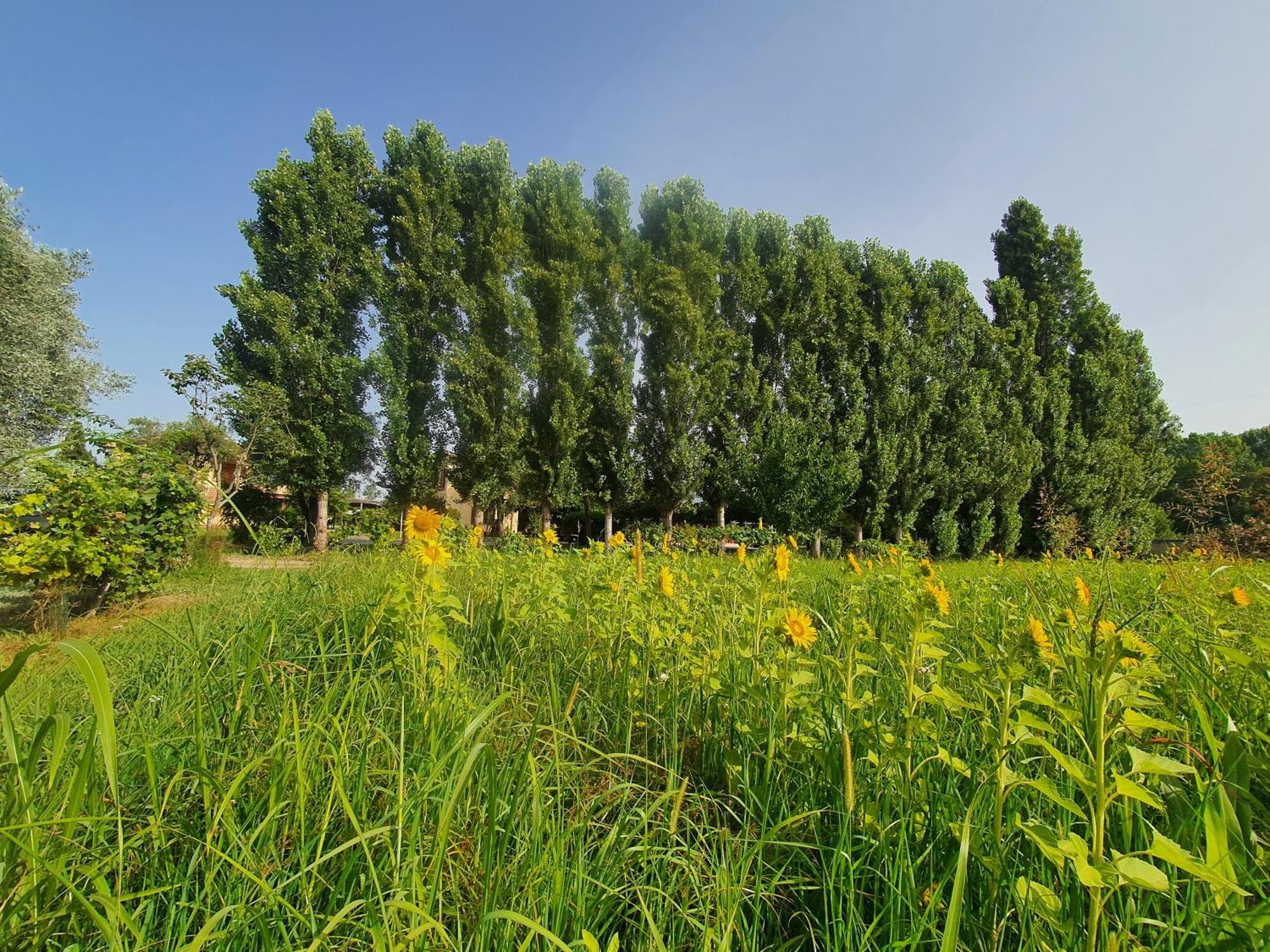 Fattoria Il Giardo Apartamento Pietrasanta Exterior foto