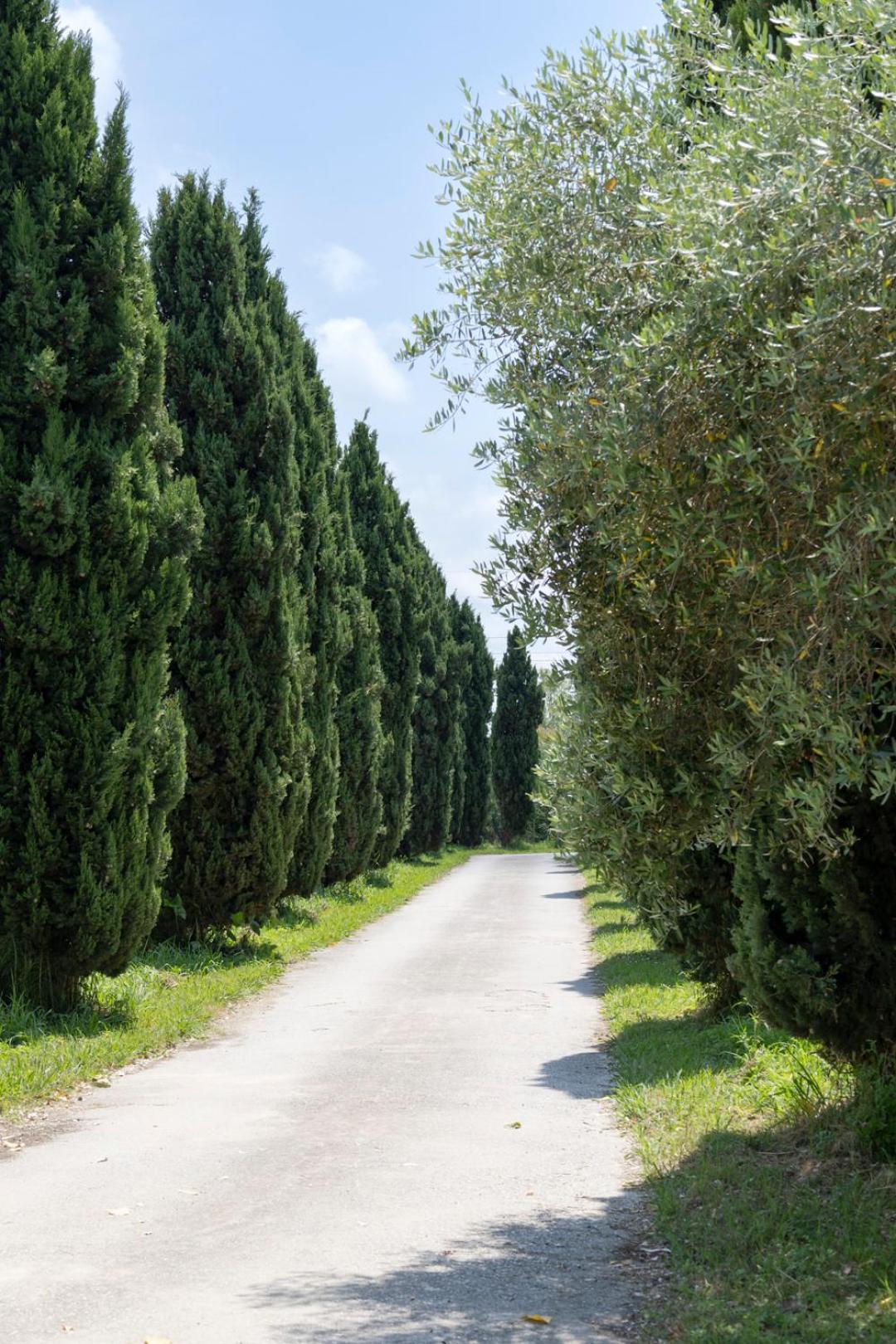 Fattoria Il Giardo Apartamento Pietrasanta Exterior foto